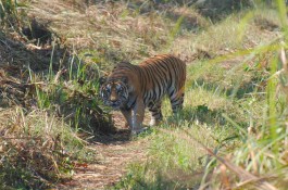 Red Bengal Tiger in Chitwan National Park